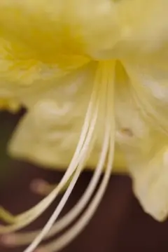 Macro-Flowers-1
