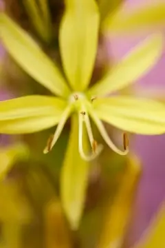 Macro-Flowers