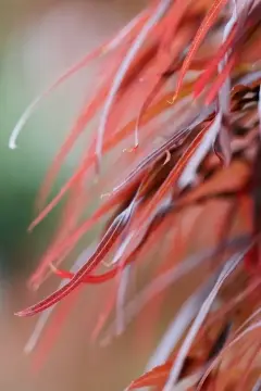 Macro-Flowers-15