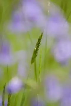 Macro-Flowers-20