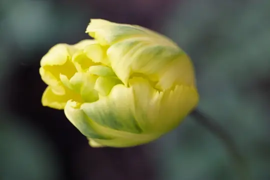 Macro-Flowers-13