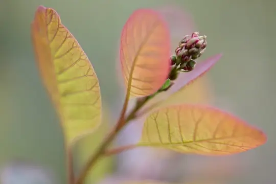 Macro-Flowers-21