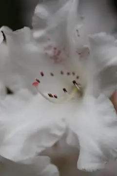 Macro-Flowers-22