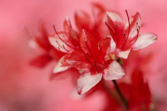 Macro-Flowers-3