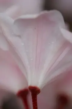 Macro-Flowers-27