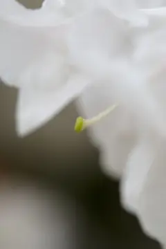 Macro-Flowers-2