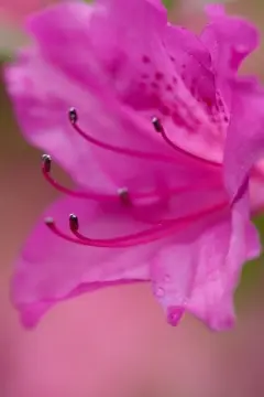 Macro-Flowers-24