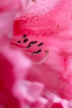 Macro-Flowers-5