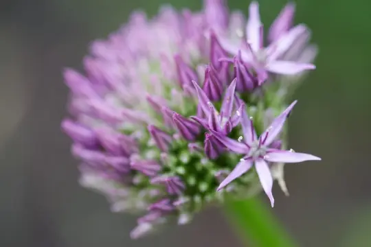Macro-Flowers-12