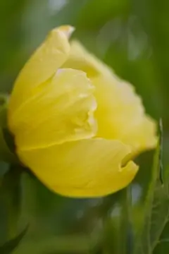 Macro-Flowers-16
