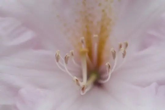 Macro-Flowers-10