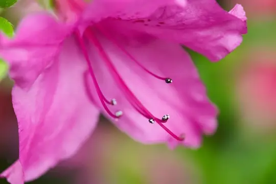 Macro-Flowers-4