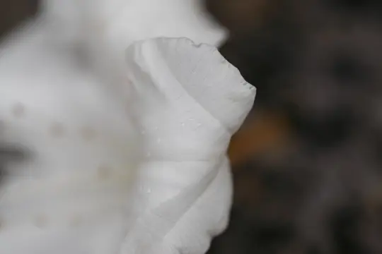 Macro-Flowers-23