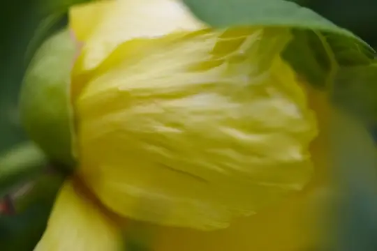 Macro-Flowers-17