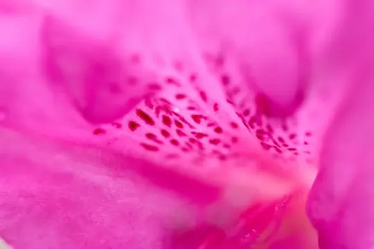 Macro-Flowers-25