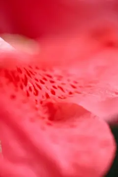 Macro-Flowers-7