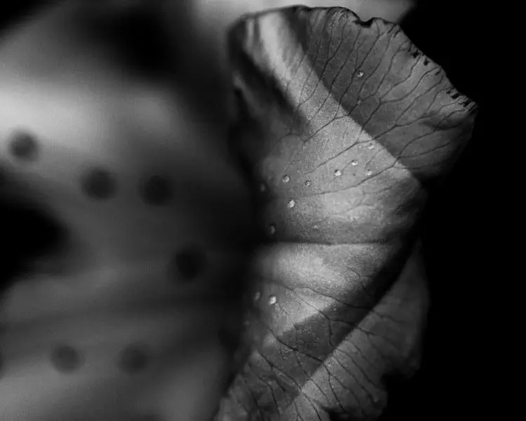 #macro #flower #100mm