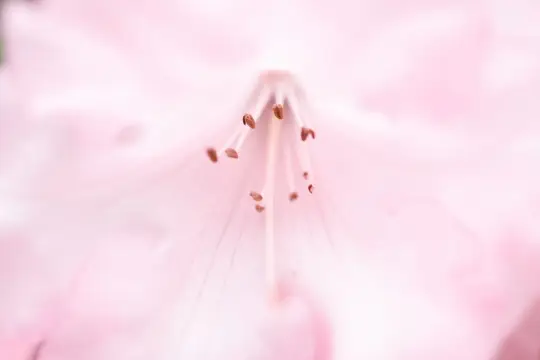 Macro-Flowers-9