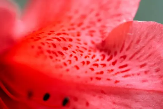 Macro-Flowers-8