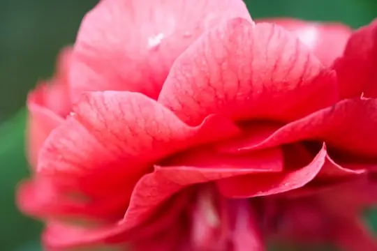 Macro-Flowers-19