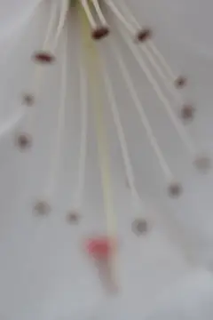 Macro-Flowers-6