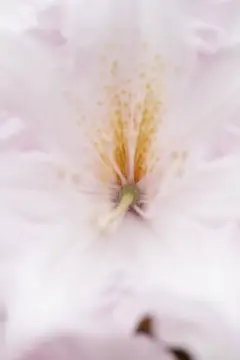 Macro-Flowers-11