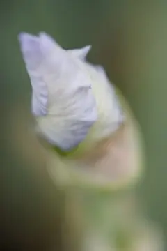 Macro-Flowers-14