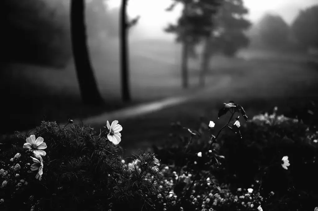 Nov2015-Mist-150-of-211